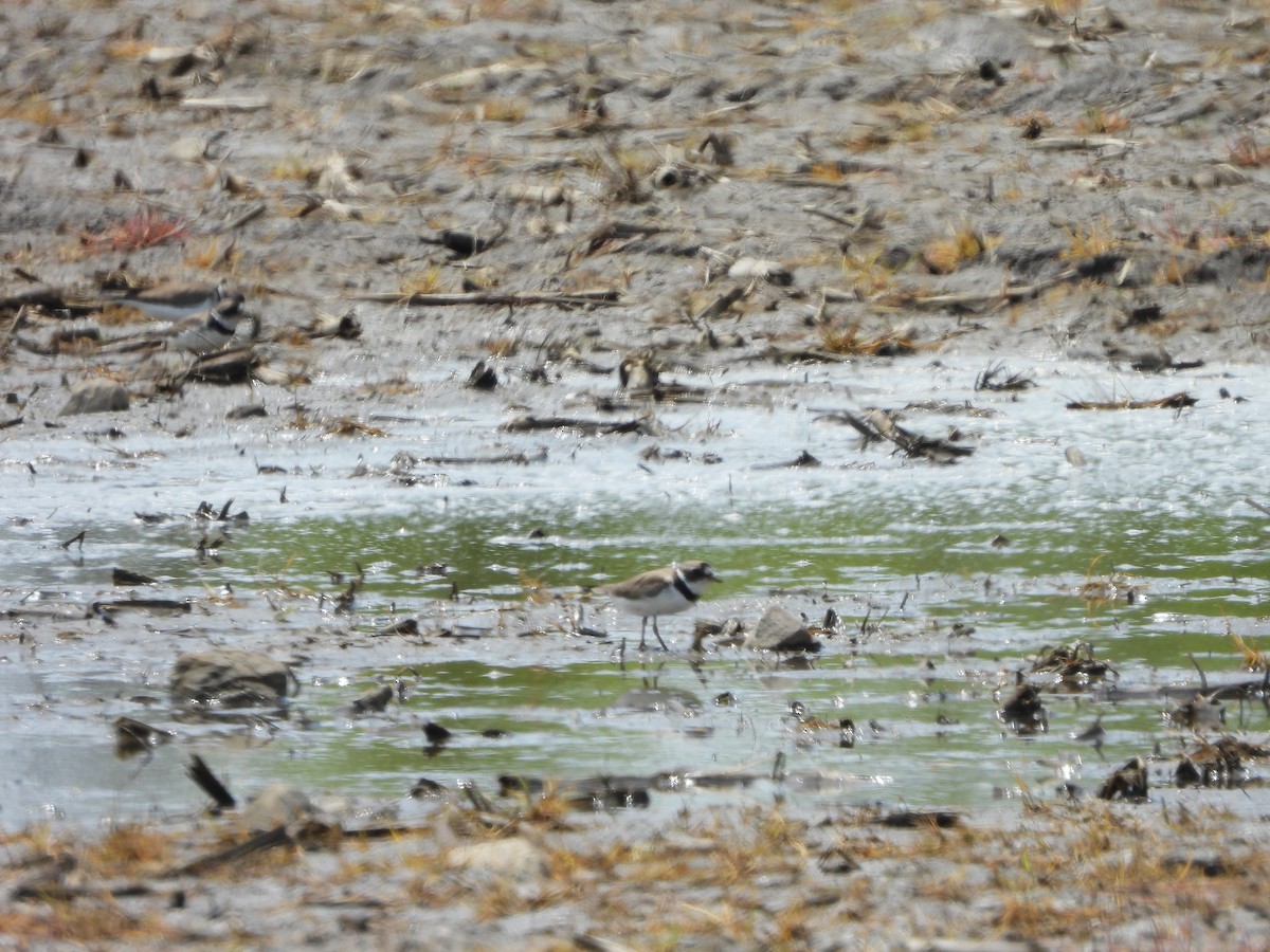 Semipalmated Plover - ML620310900