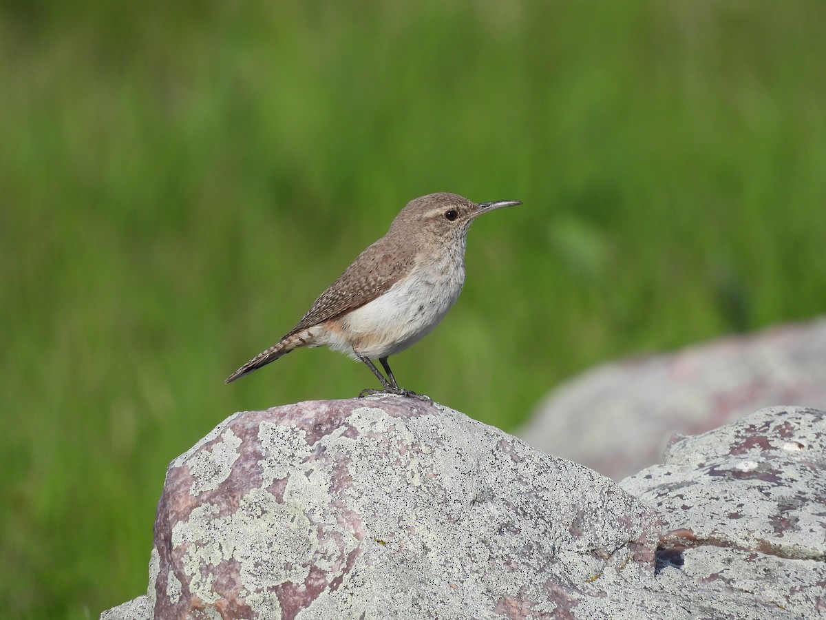 Rock Wren - Kimberly Emerson