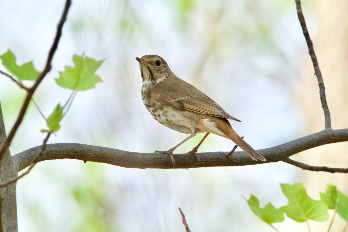 Hermit Thrush - ML620310902