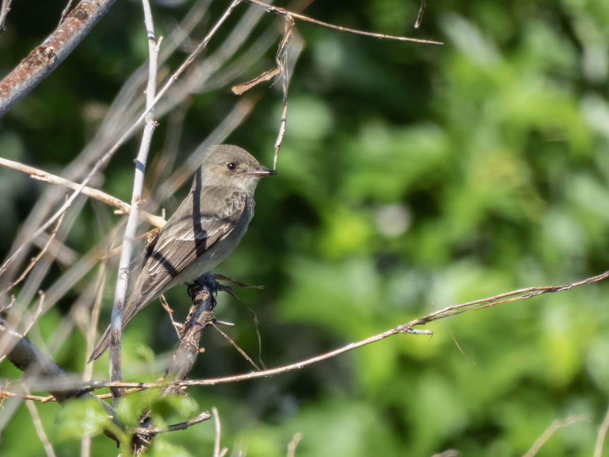 Western Wood-Pewee - ML620310903