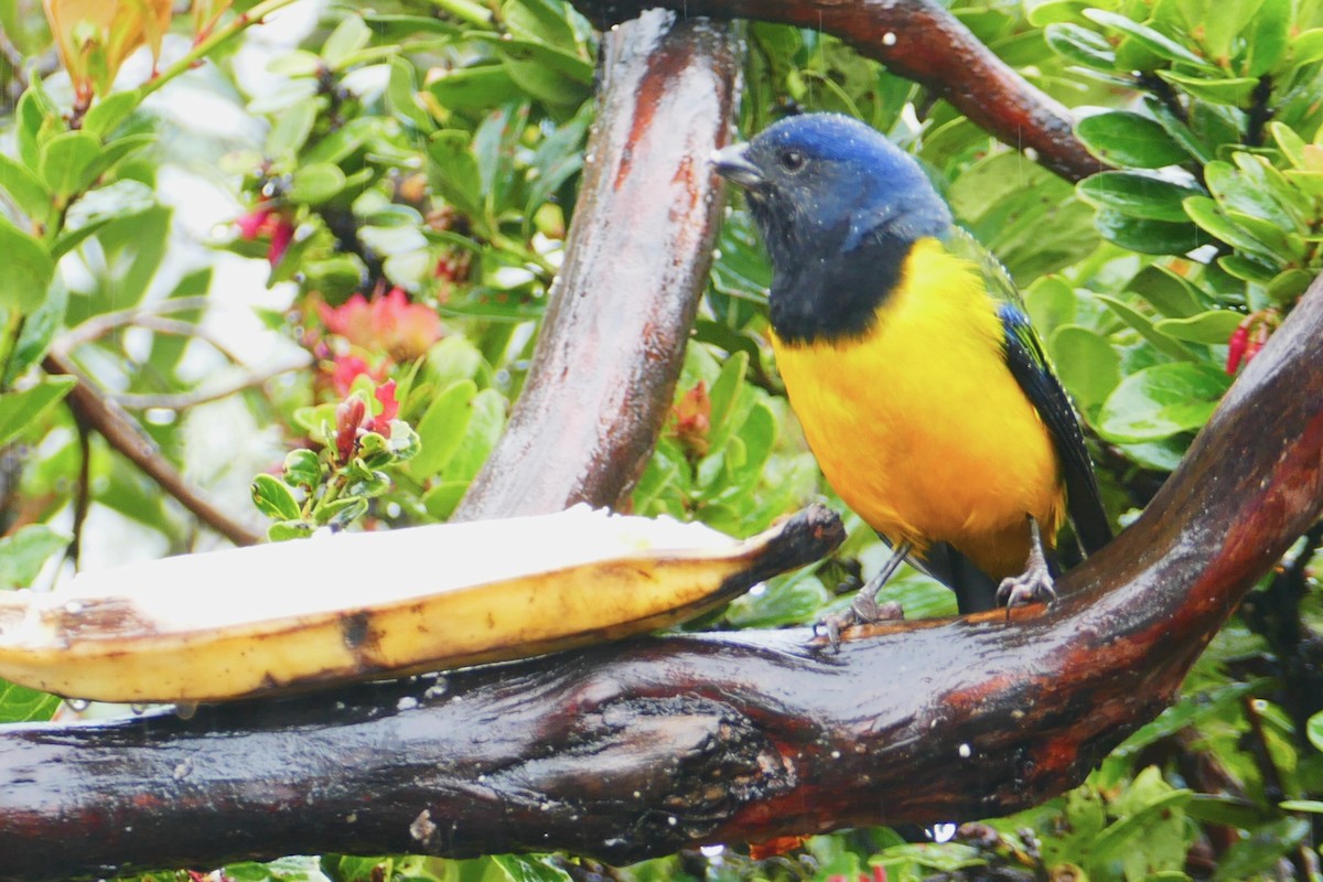 Black-chested Mountain Tanager - ML620310905