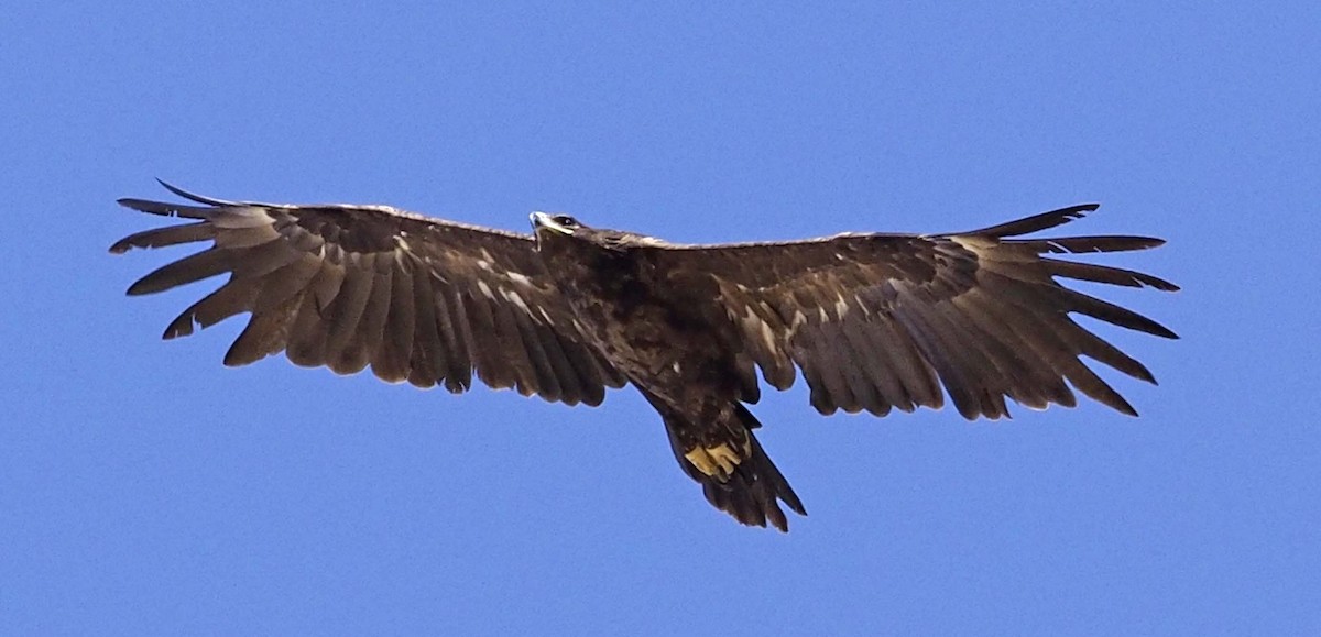 Águila Moteada - ML620310906