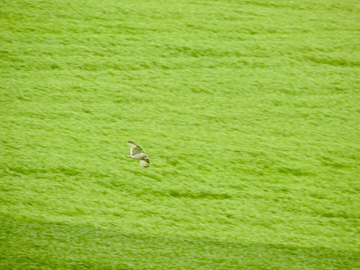 Short-eared Owl - ML620310907