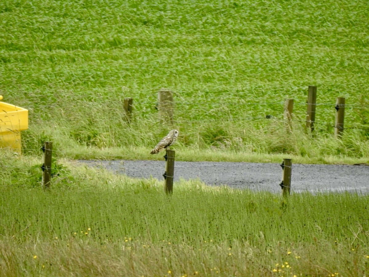 Short-eared Owl - ML620310908