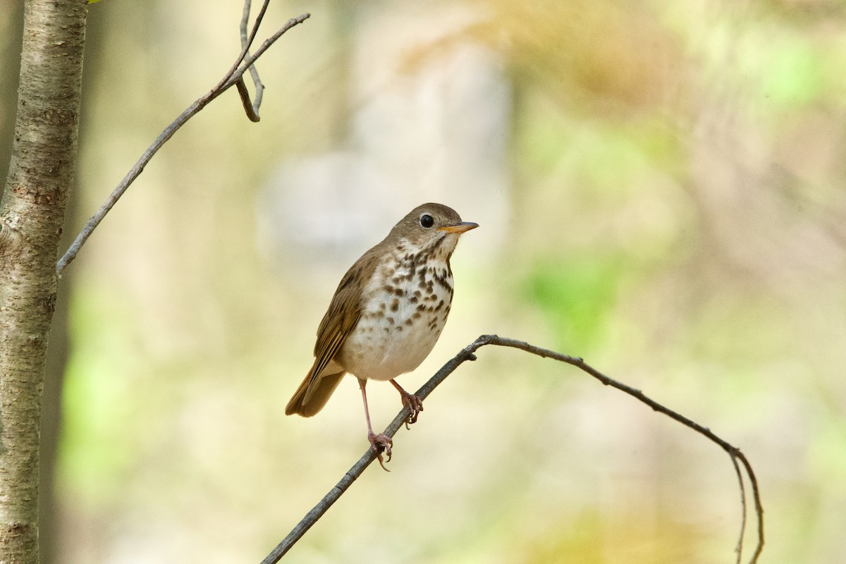 Hermit Thrush - ML620310910