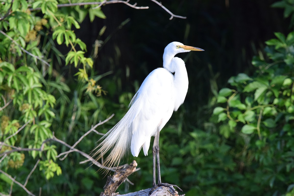 Great Egret - ML620310914