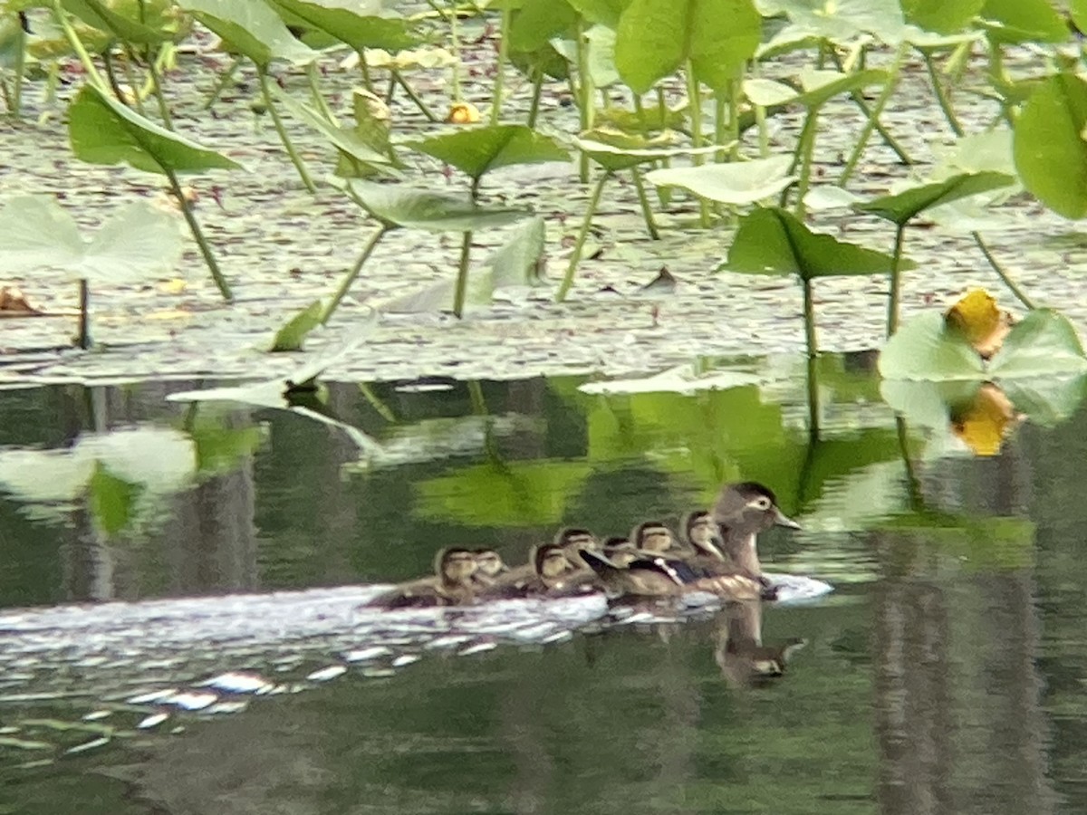 Wood Duck - ML620310916