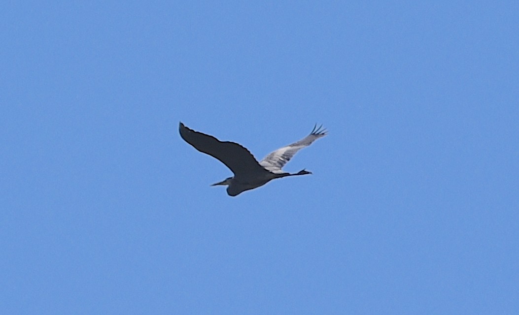 Great Blue Heron - ML620310919