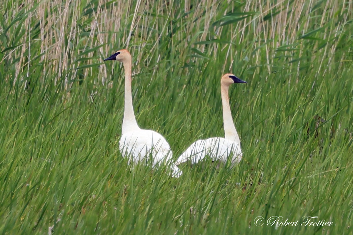 Trumpeter Swan - ML620310921