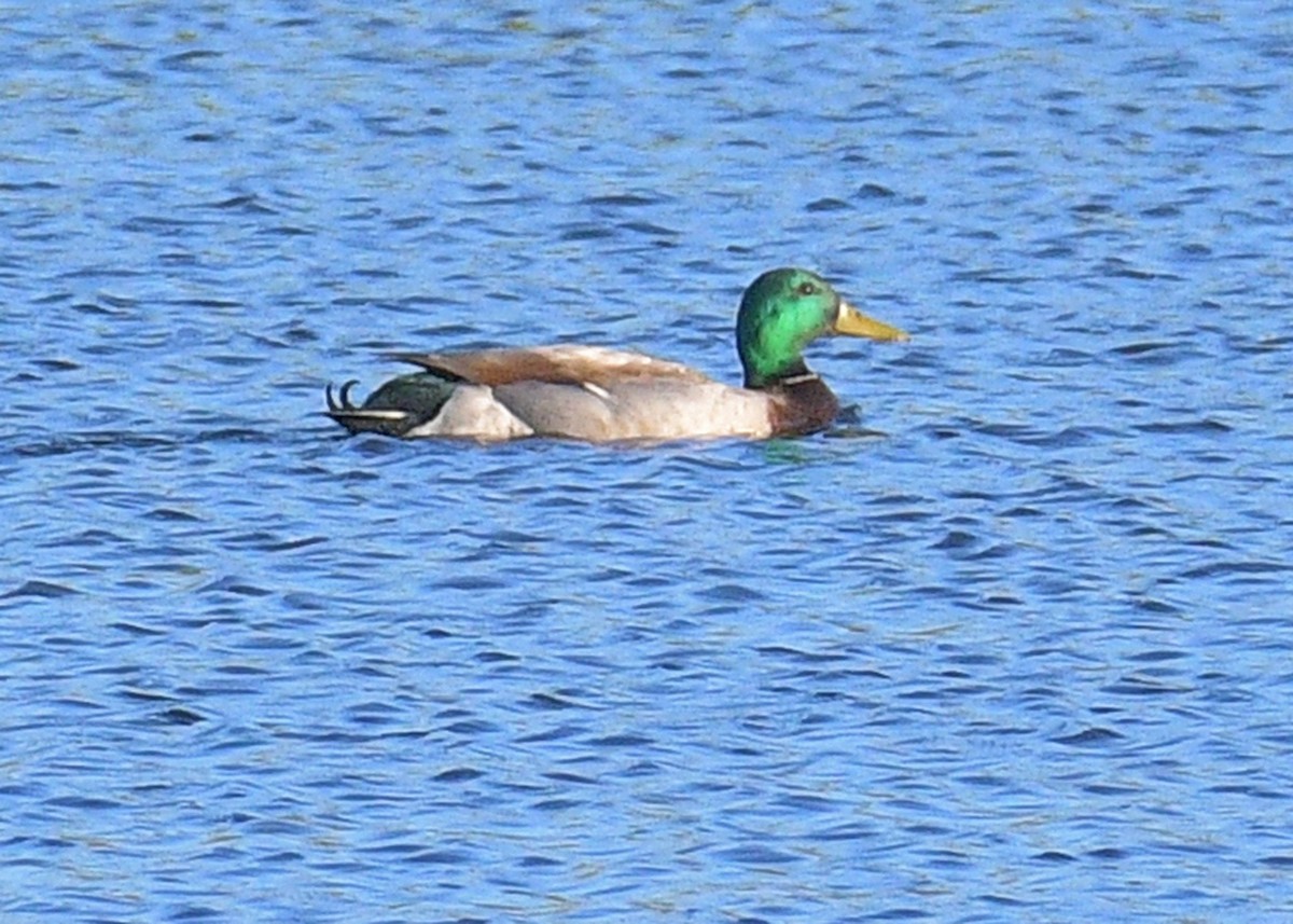 Mallard - ML620310924