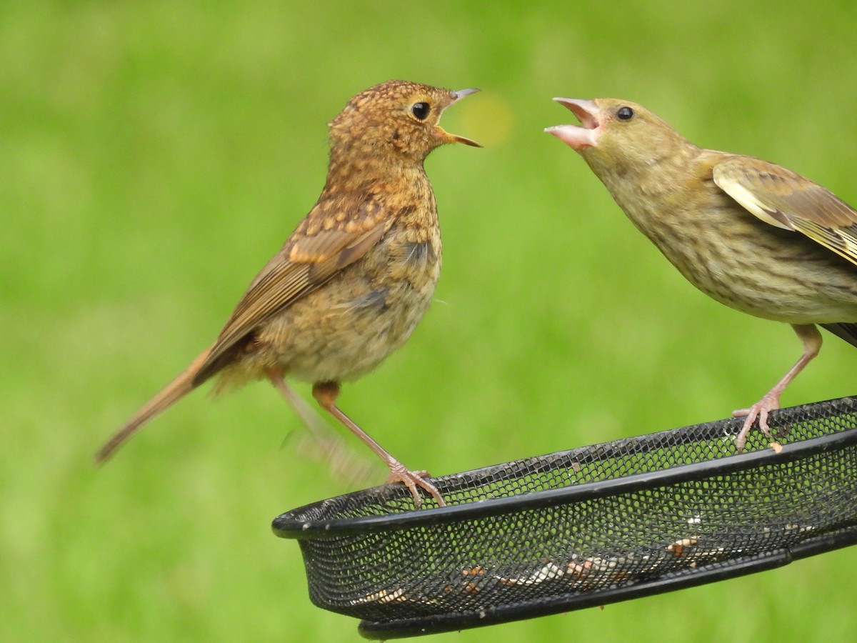 European Robin - ML620310925