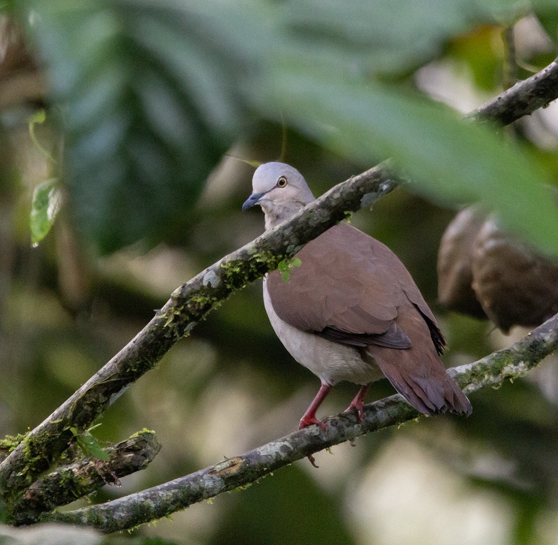 Pallid Dove - ML620310927