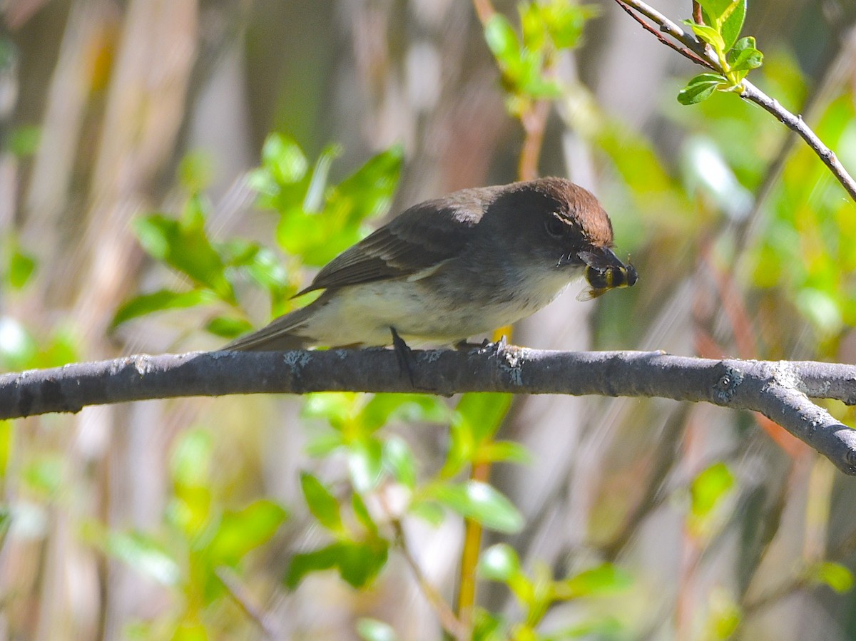 Eastern Phoebe - ML620310928