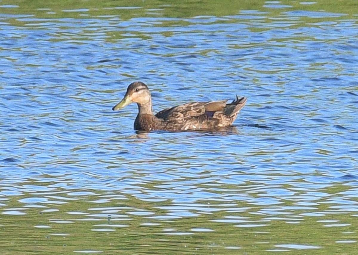 アメリカガモ - ML620310934