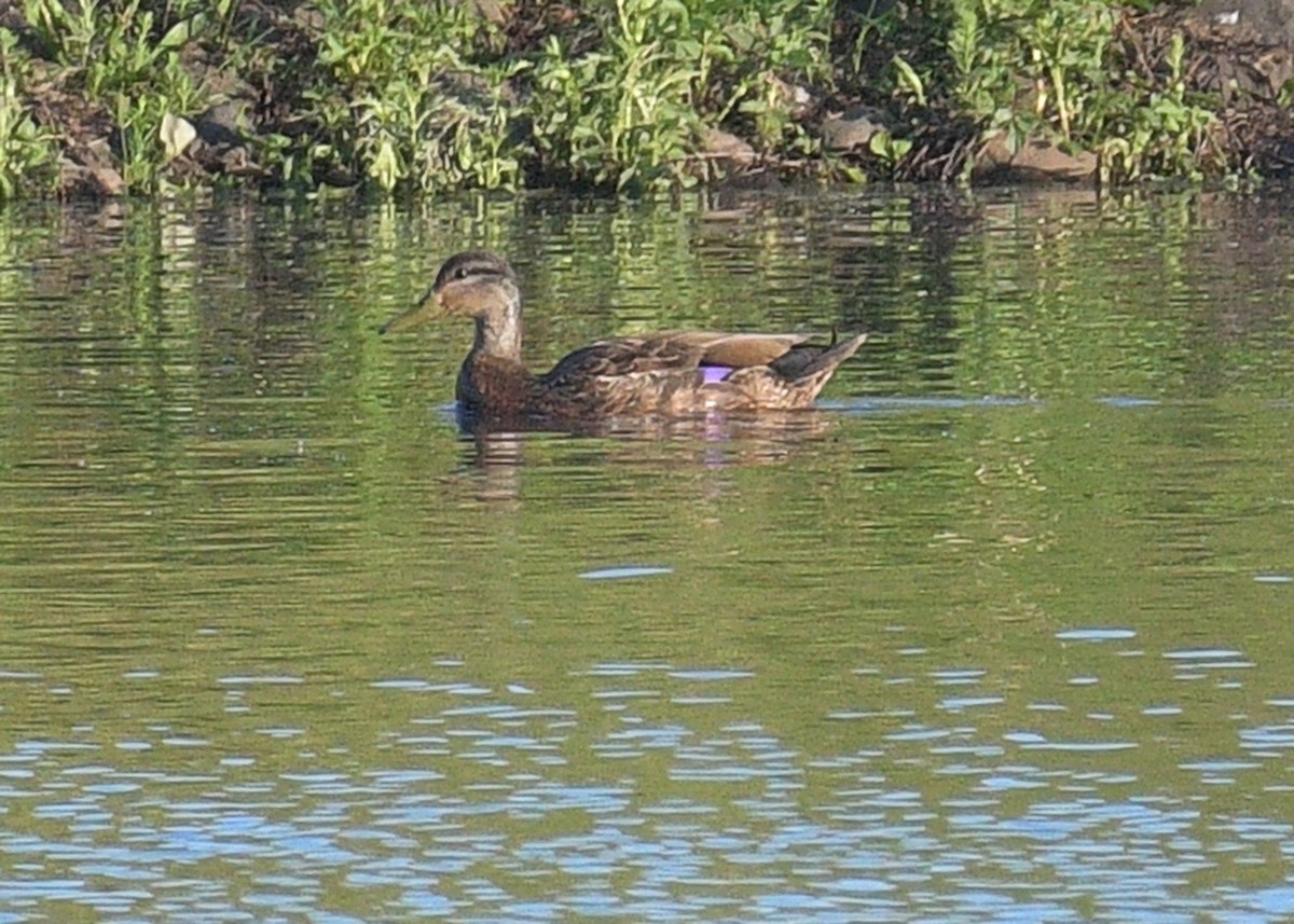 American Black Duck - ML620310935