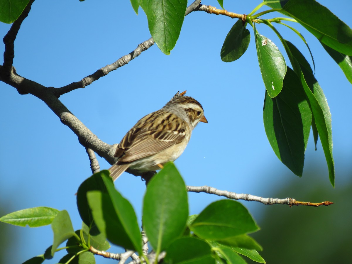 Clay-colored Sparrow - ML620310937