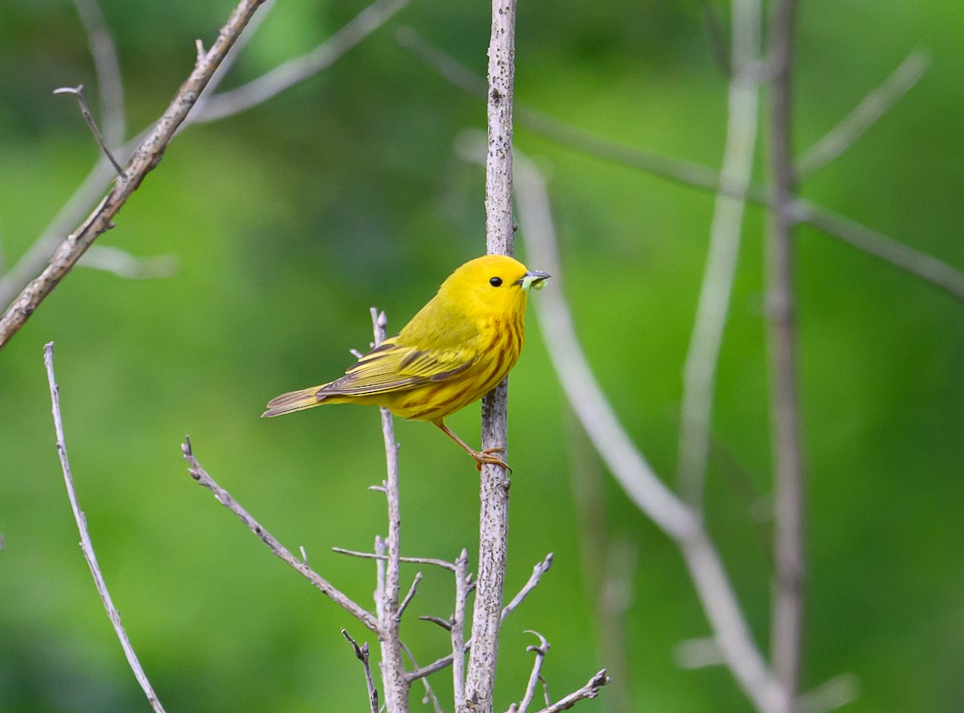 Yellow Warbler - ML620310938