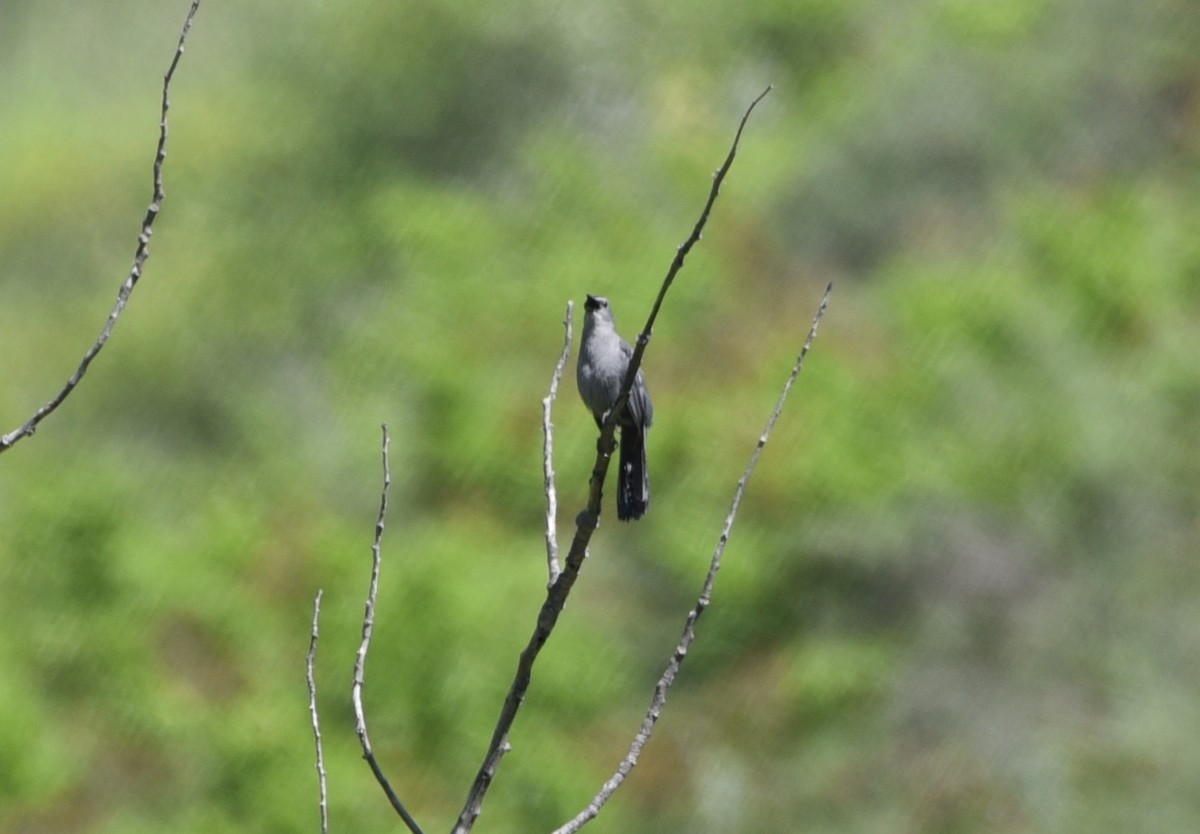 Gray Catbird - ML620310939