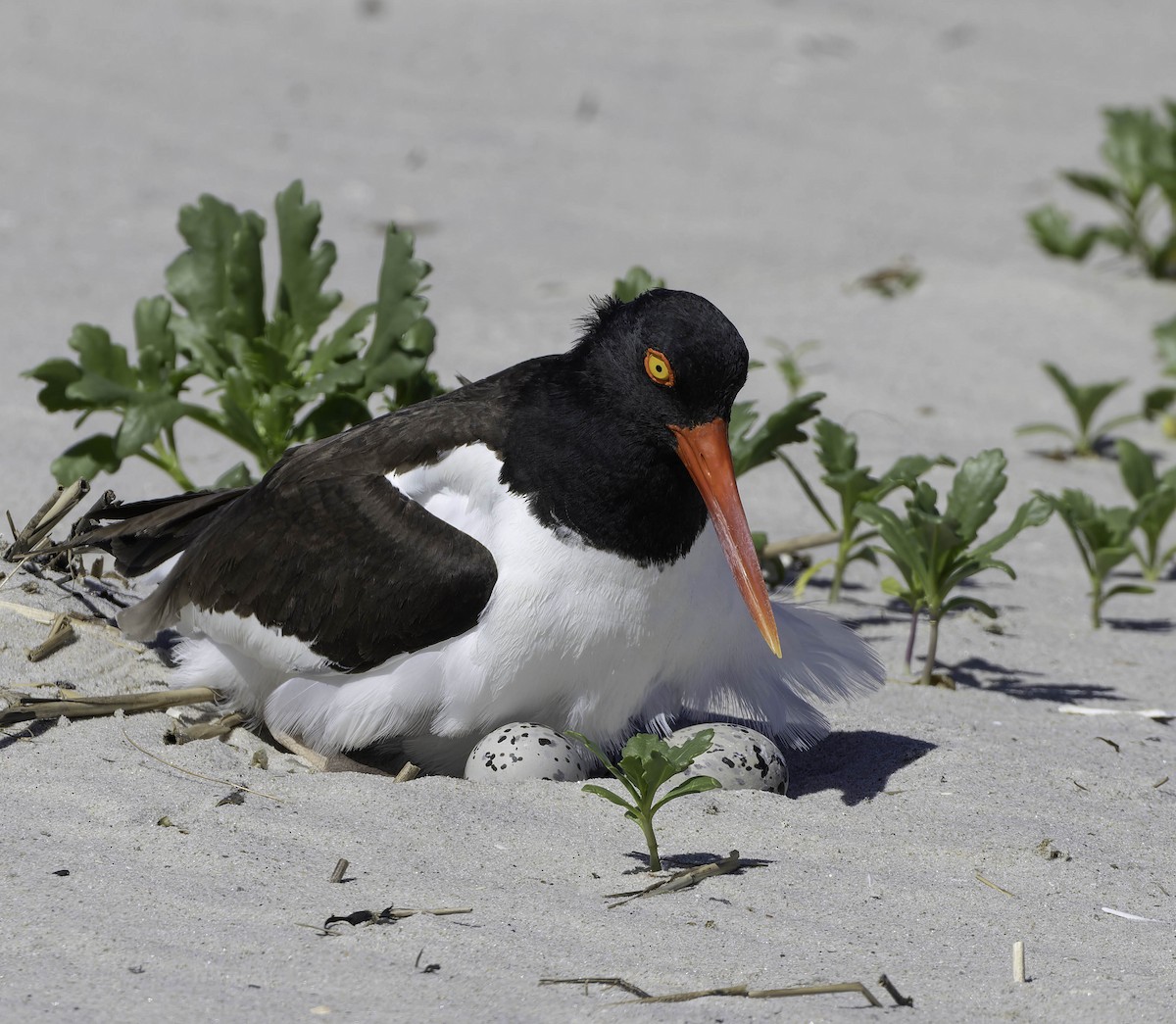 American Oystercatcher - ML620310940