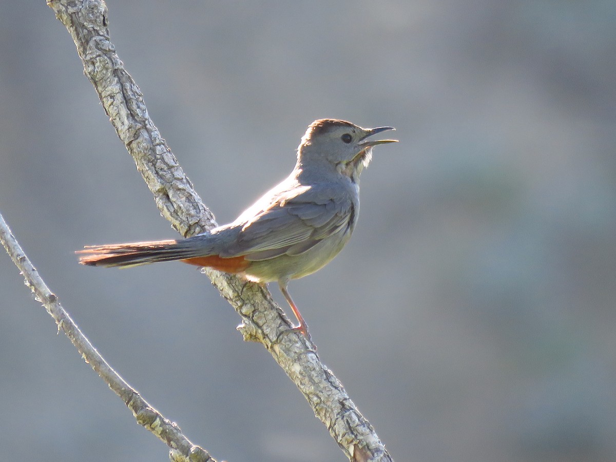 Gray Catbird - ML620310947