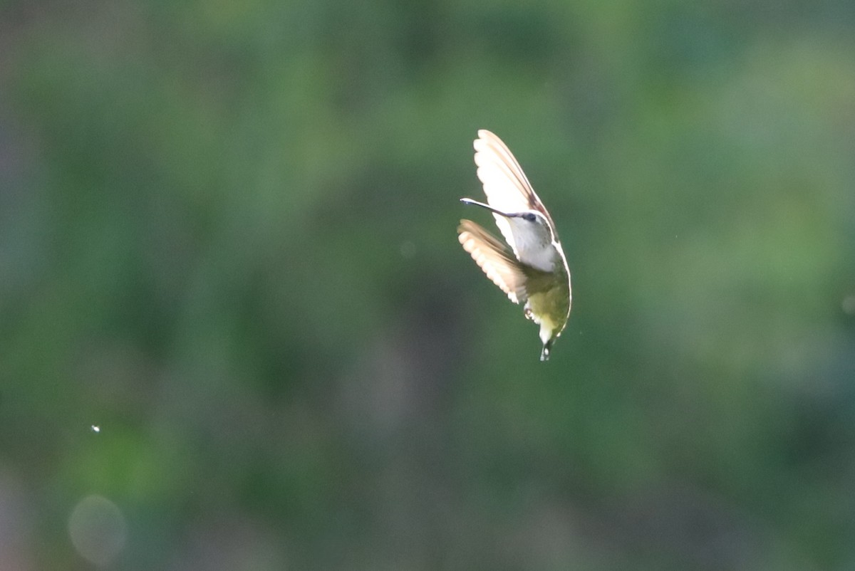 Black-chinned Hummingbird - ML620310951