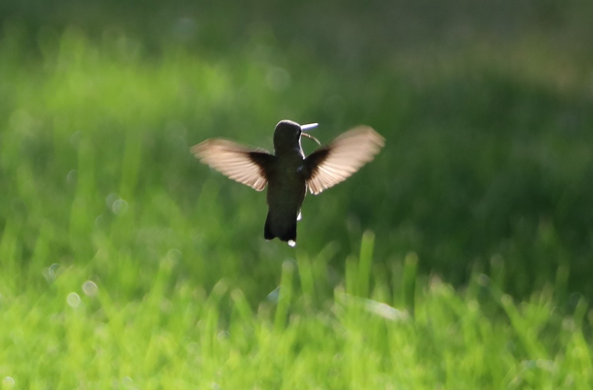 Black-chinned Hummingbird - ML620310952