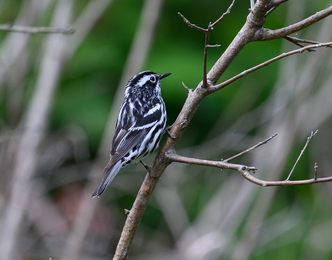 Black-and-white Warbler - ML620310956