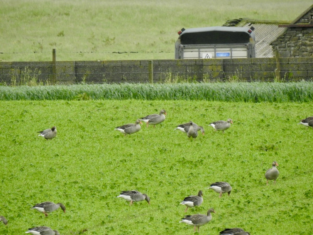 Pink-footed Goose - ML620310960