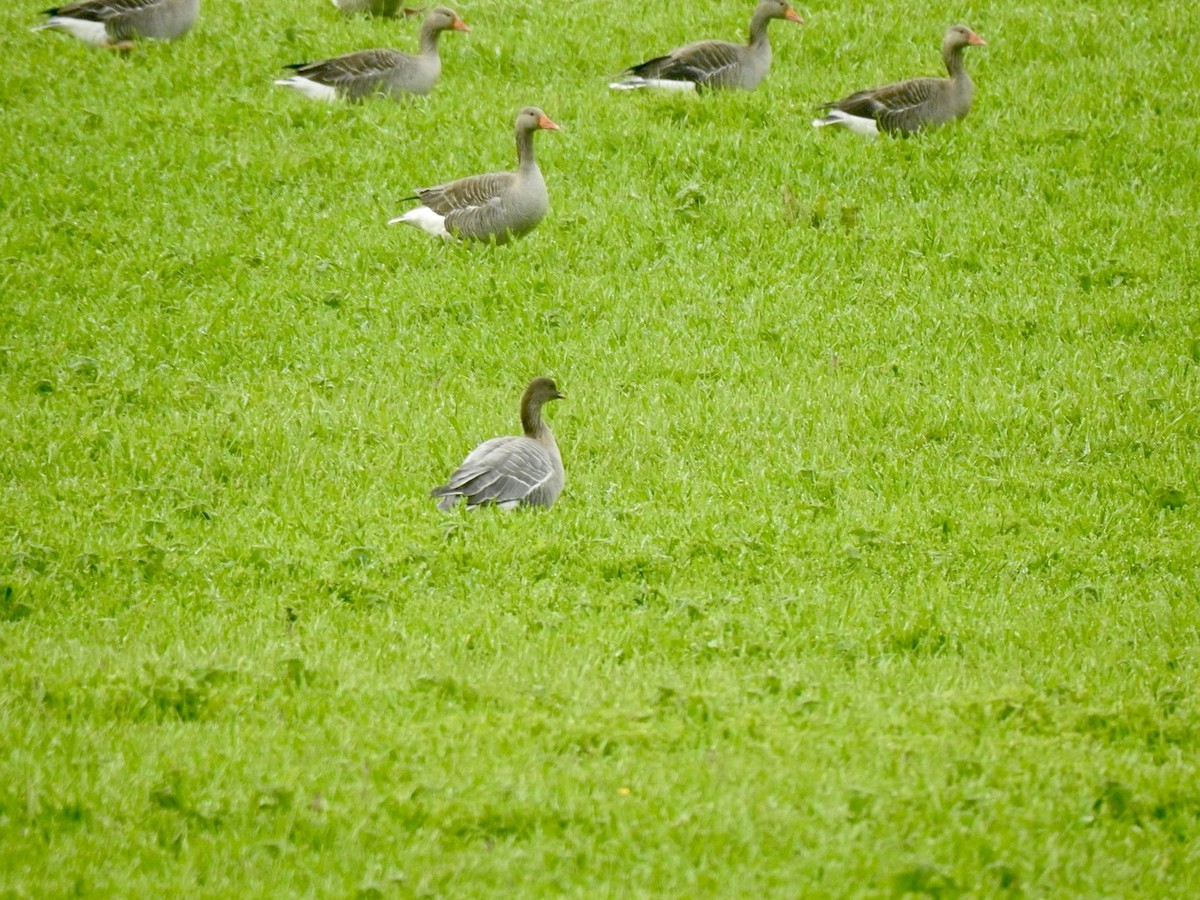 Pink-footed Goose - ML620310961