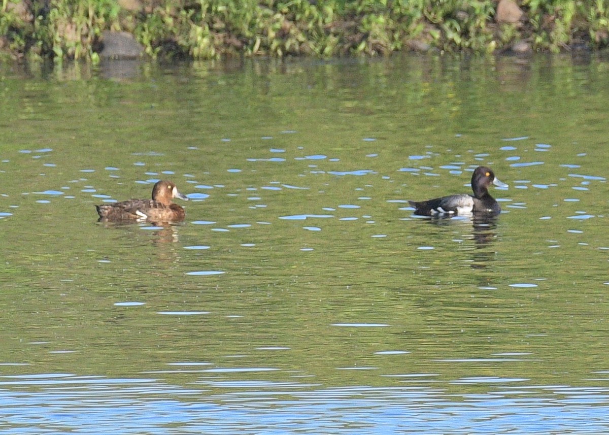 Lesser Scaup - ML620310963