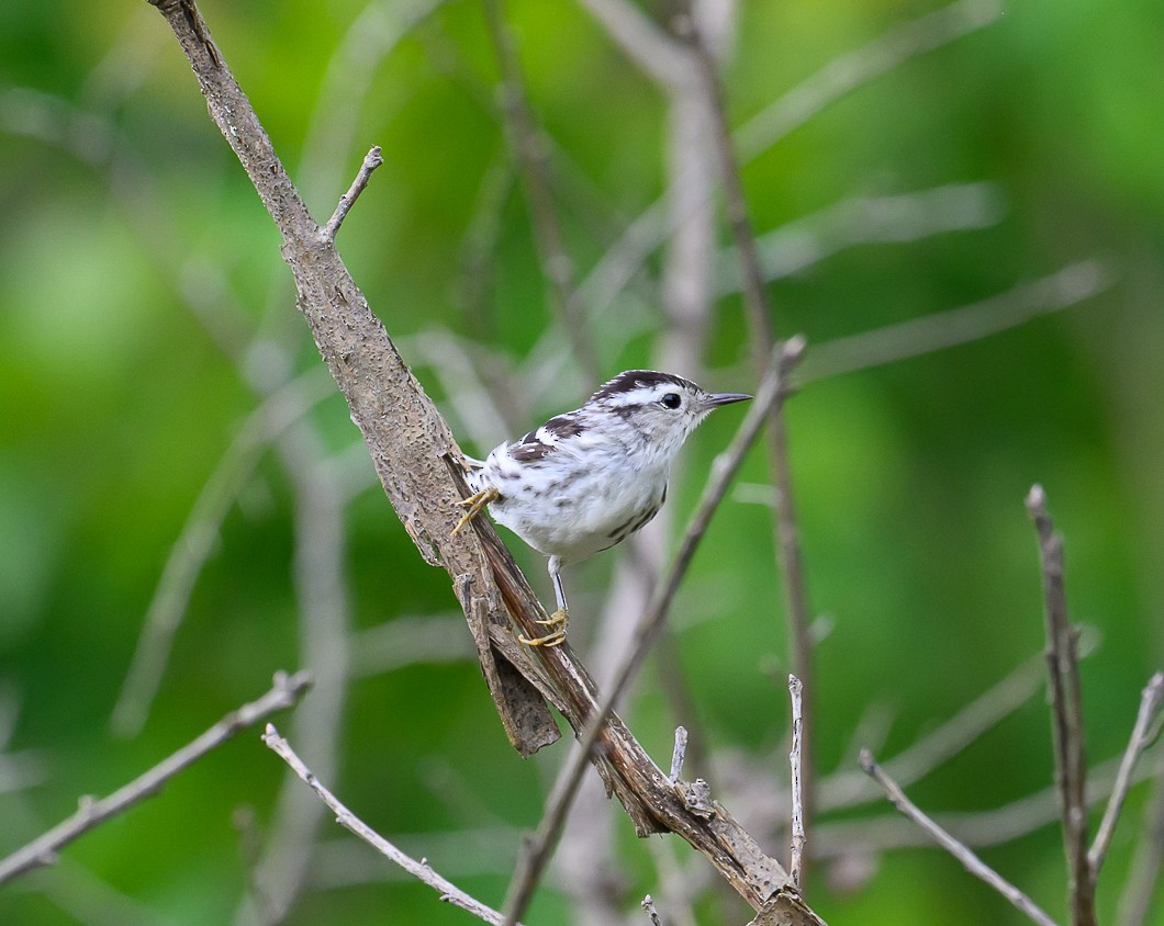 Black-and-white Warbler - ML620310965