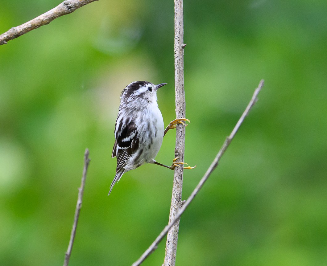 Black-and-white Warbler - ML620310967