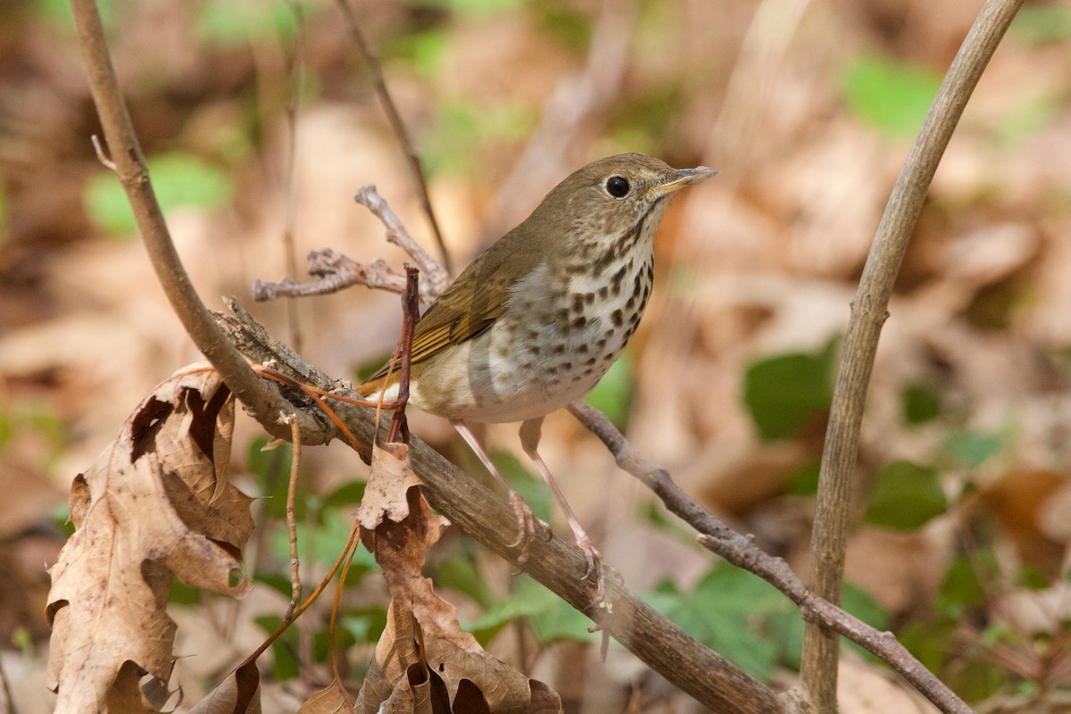 Hermit Thrush - ML620310969