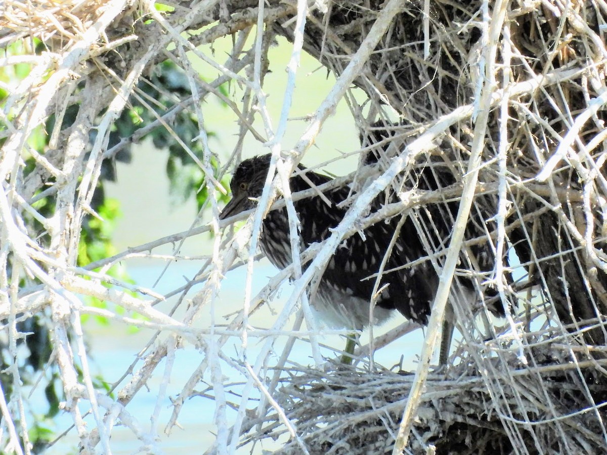 Black-crowned Night Heron - ML620310970