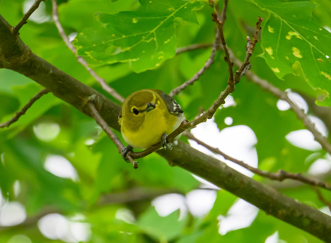 Viréo à gorge jaune - ML620310972