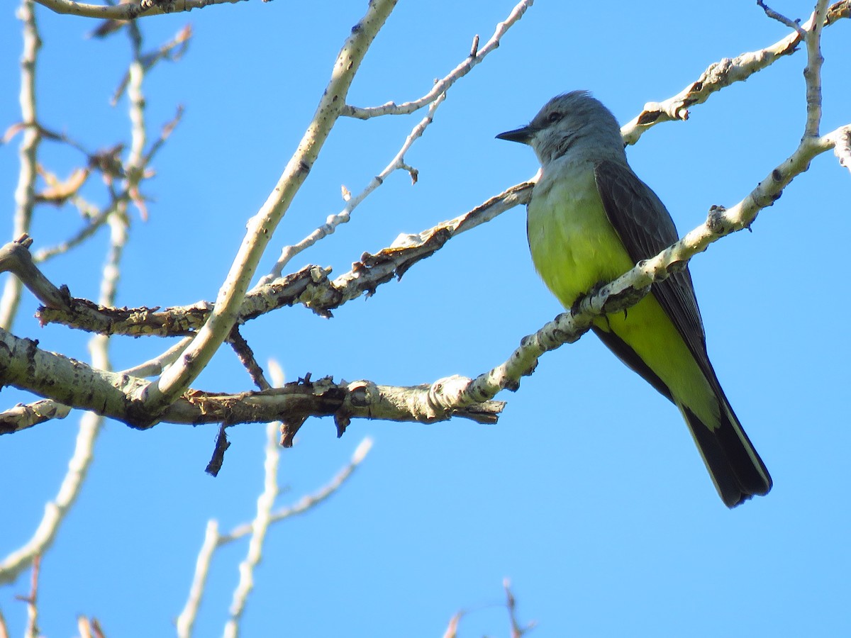 Western Kingbird - ML620310974