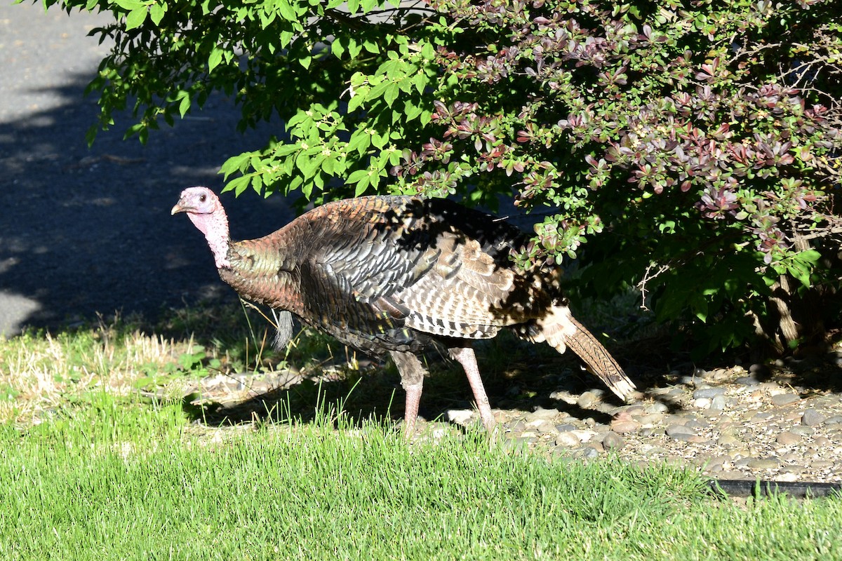 Wild Turkey - ML620310993