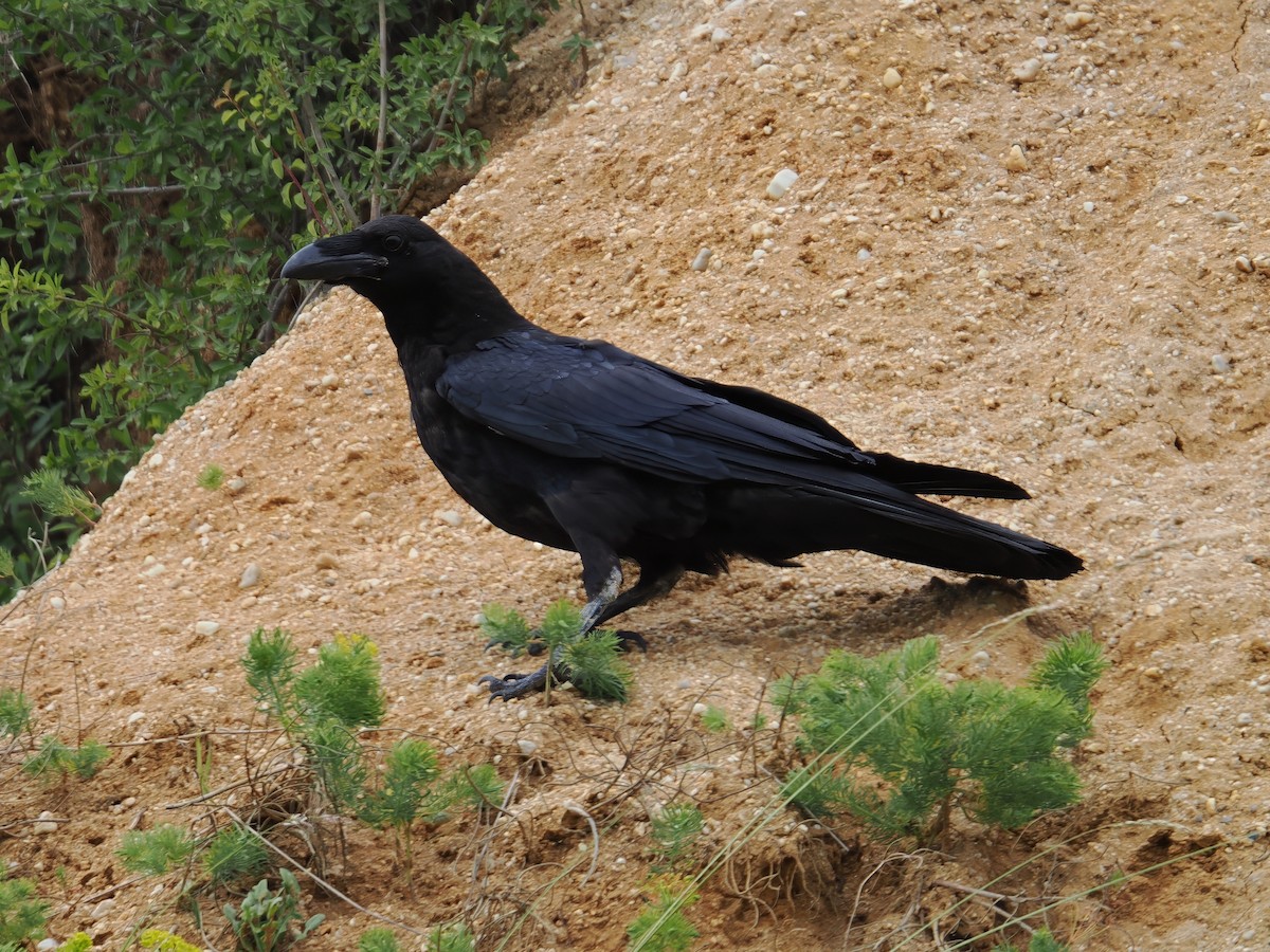 Common Raven - ML620311000