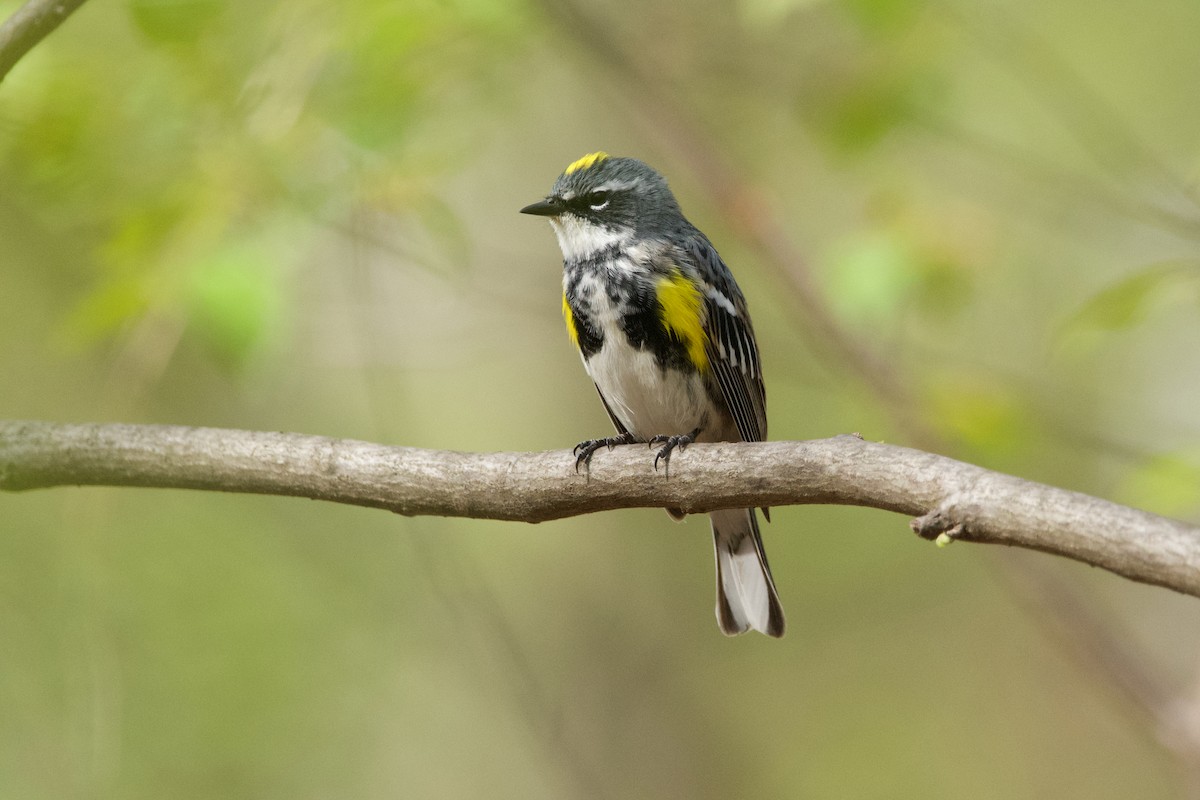 Yellow-rumped Warbler - ML620311001