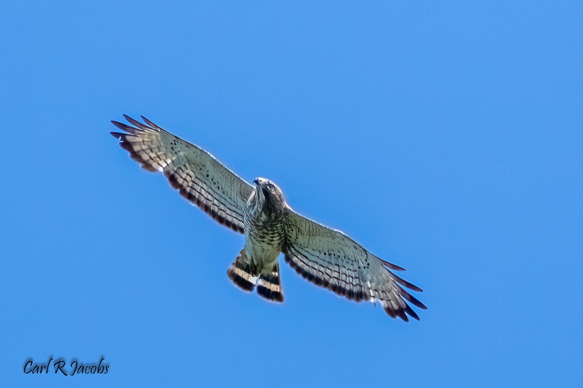 Broad-winged Hawk - ML620311003