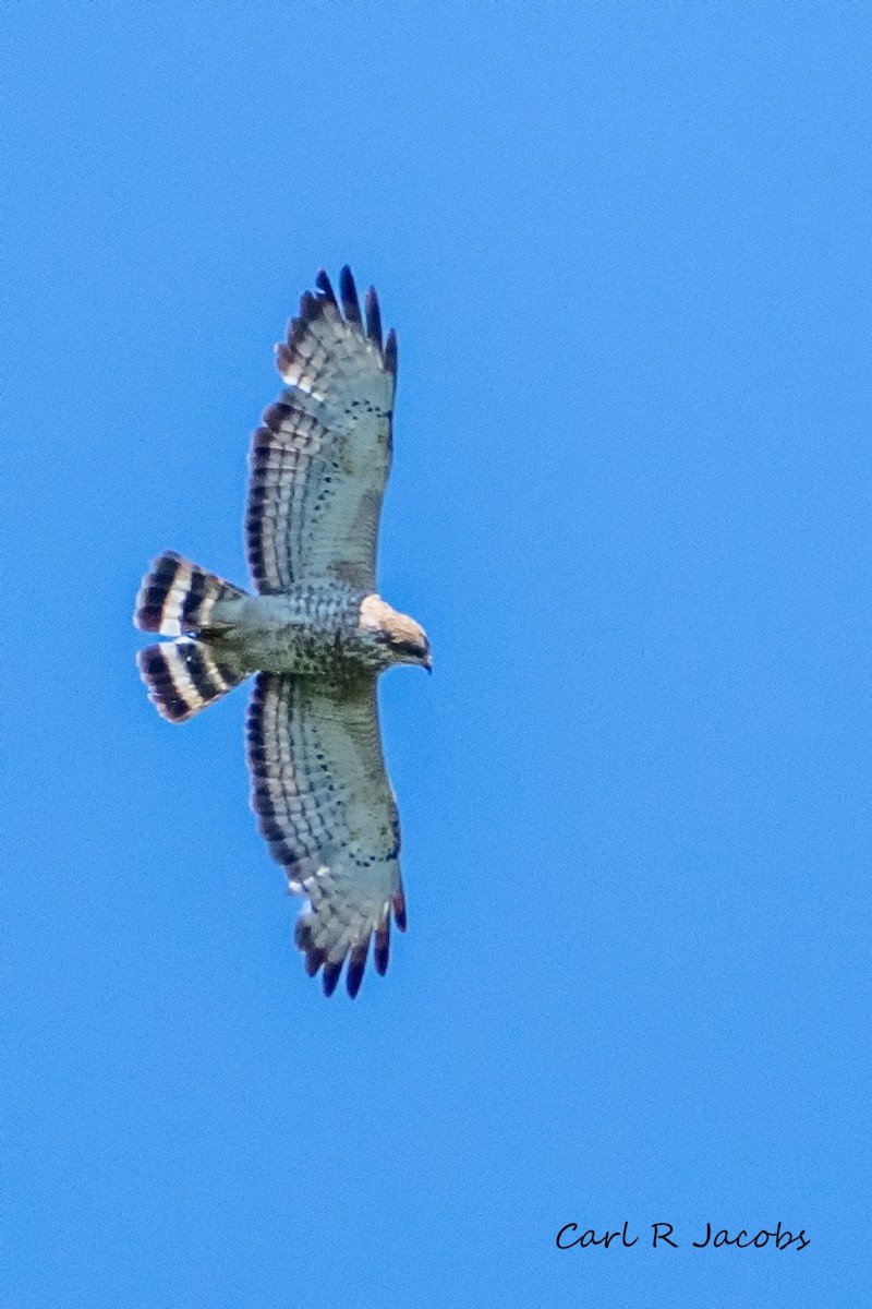 Broad-winged Hawk - ML620311004