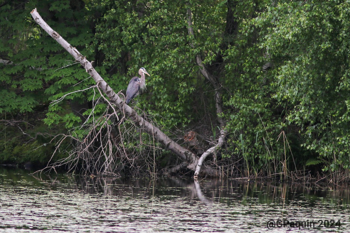 Great Blue Heron - ML620311008