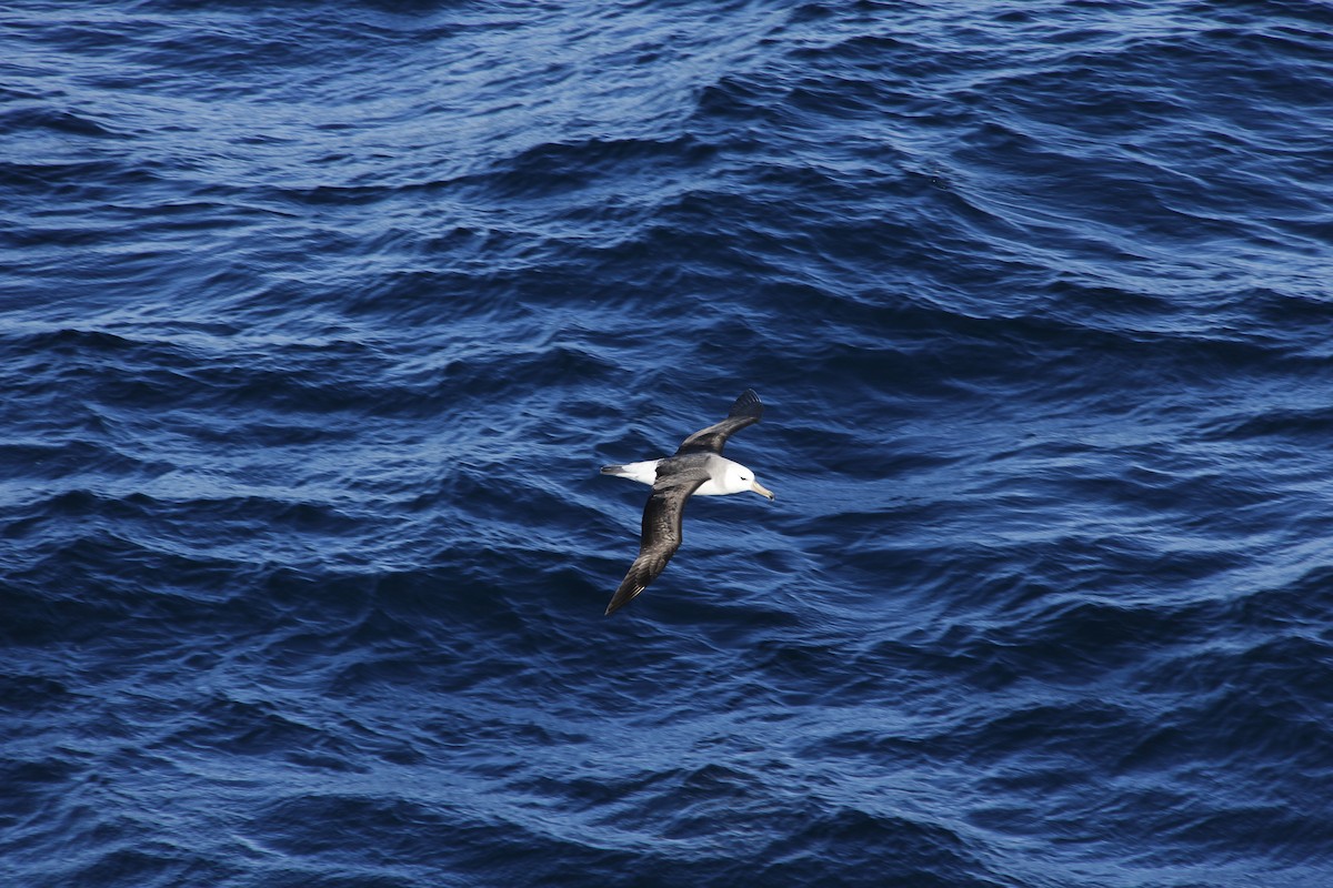 Albatros à sourcils noirs - ML620311014