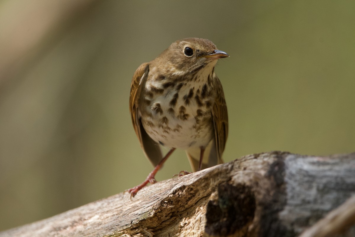 Hermit Thrush - ML620311023