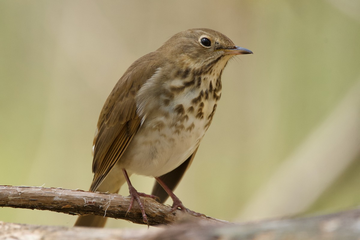 Hermit Thrush - ML620311028