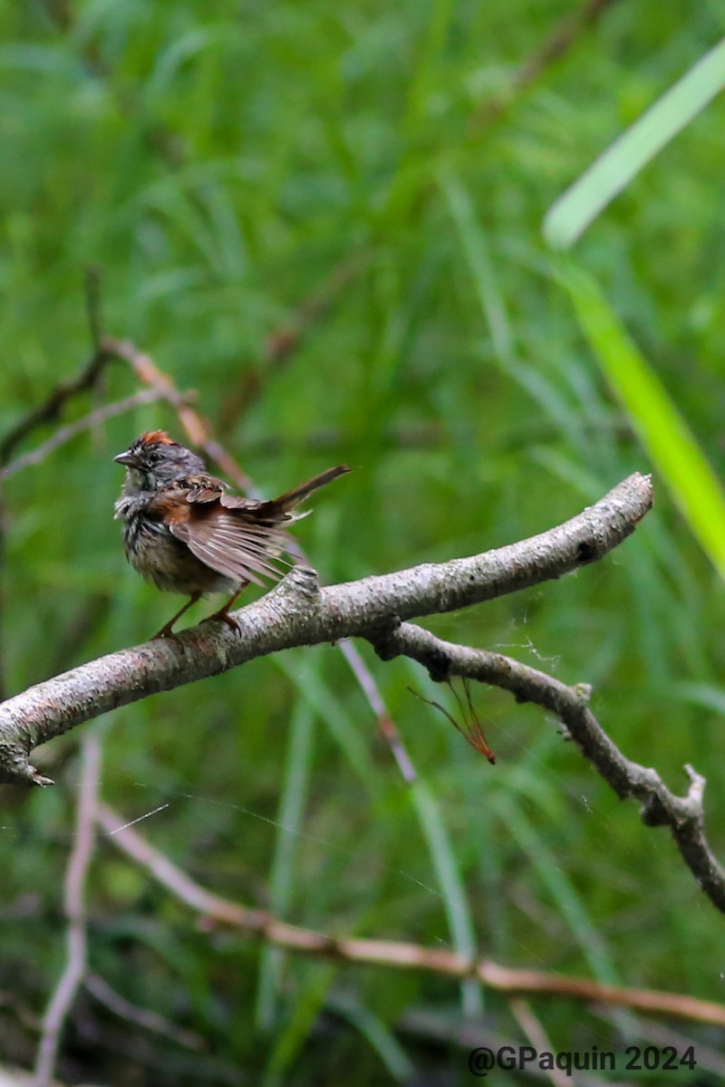 Swamp Sparrow - ML620311031