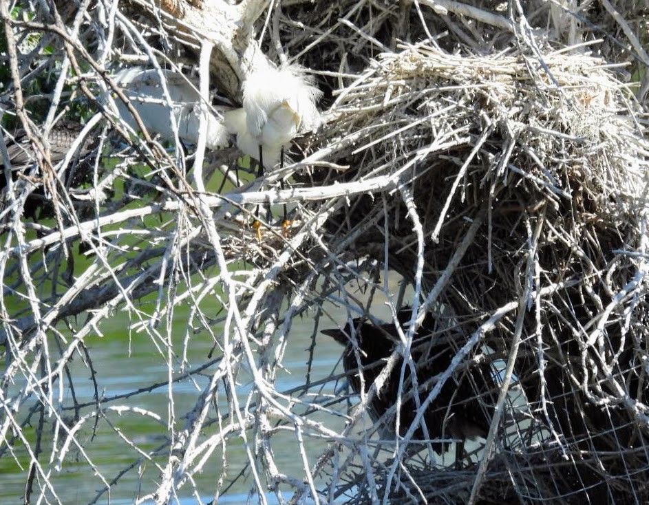 Snowy Egret - ML620311032