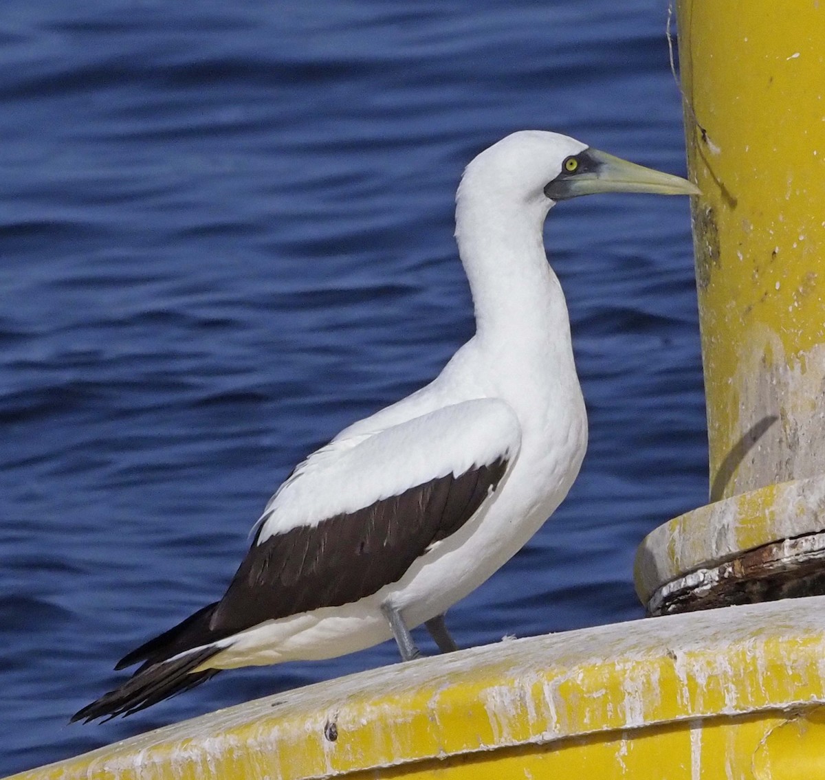 Masked Booby - ML620311034