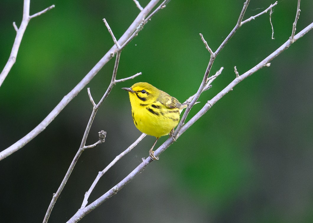 Prairie Warbler - ML620311035