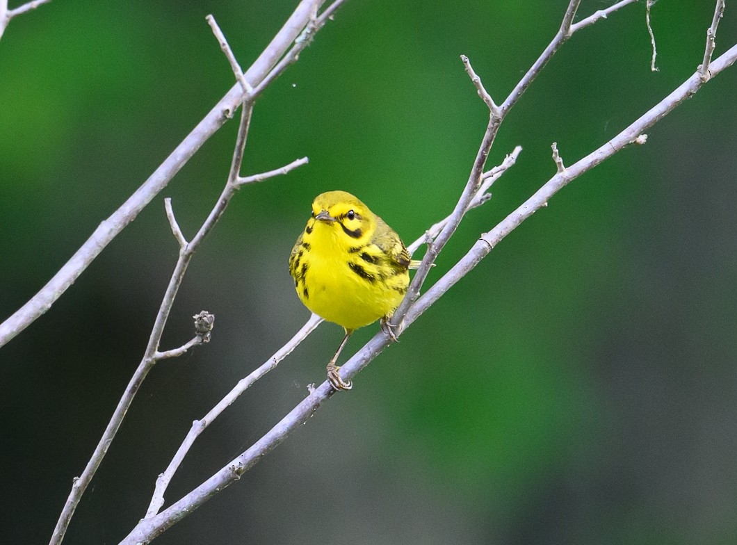 Prairie Warbler - ML620311037